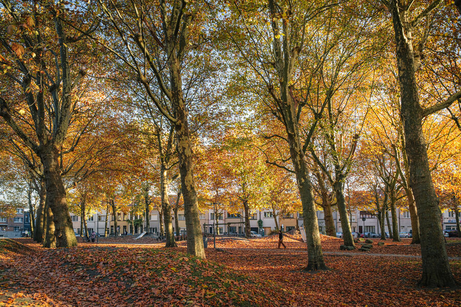 Bomen tijdens de herfst